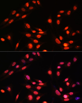 ESRRA antibody