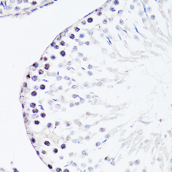 FGF12 antibody