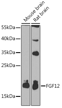 FGF12 antibody