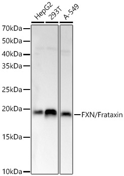 FXN antibody