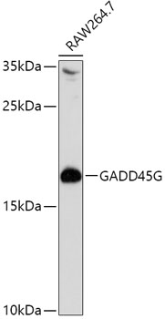 GADD45G antibody