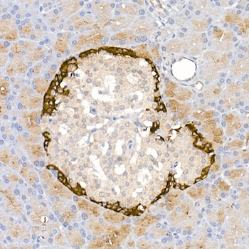 GLP1 antibody