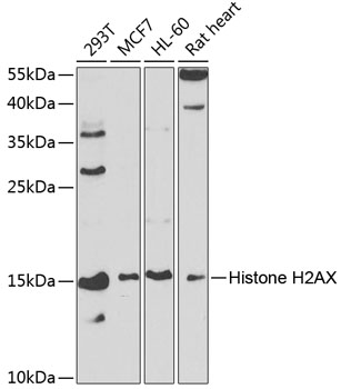 H2AFX antibody