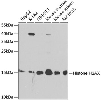 H2AFX antibody