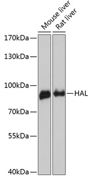 HAL antibody