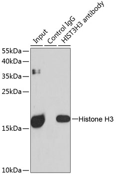 HIST3H3 antibody