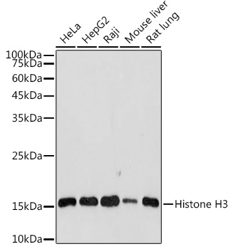 HIST3H3 antibody