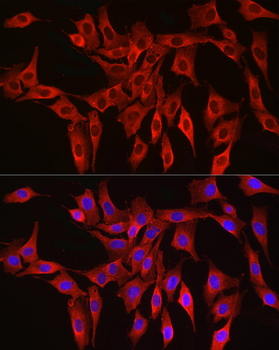 HMGCR antibody