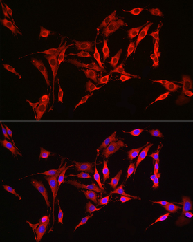 HMGCR antibody