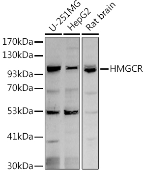 HMGCR antibody