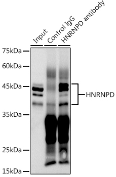 HNRNPD antibody