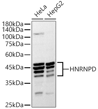 HNRNPD antibody