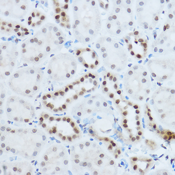 HNRNPH1 antibody