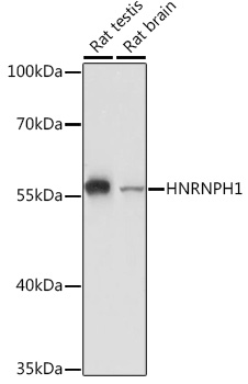 HNRNPH1 antibody