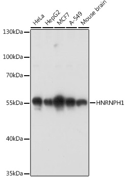 HNRNPH1 antibody