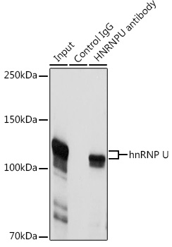 HNRNPU antibody