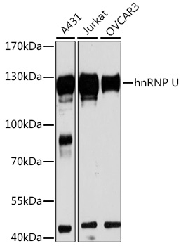 HNRNPU antibody