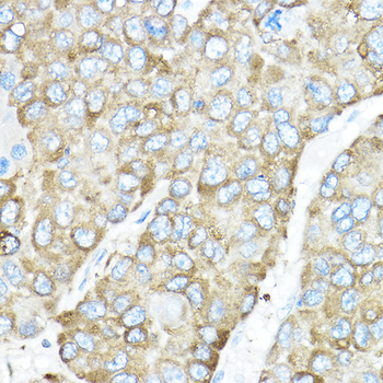 HSP90B1 antibody