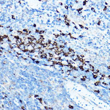 HSP90B1 antibody