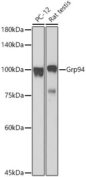 HSP90B1 antibody