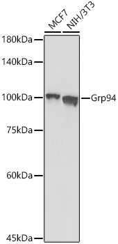 HSP90B1 antibody