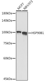 HSP90B1 antibody