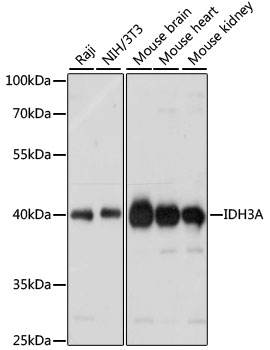 IDH3A antibody