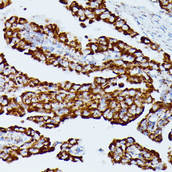 IDH3A antibody