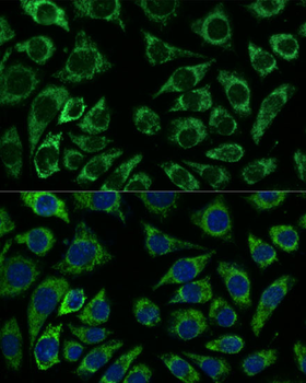 IDH3A antibody