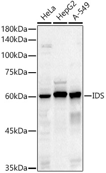 Iduronate 2 sulfatase antibody