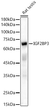 IGF2BP3 antibody