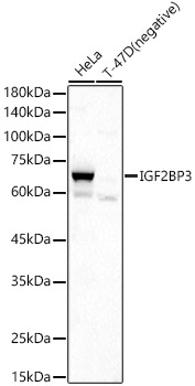 IGF2BP3 antibody