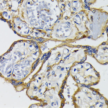 IQGAP1 antibody