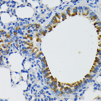 IQGAP1 antibody