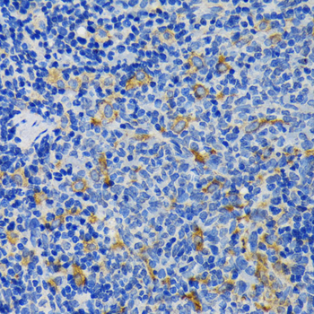 IQGAP1 antibody