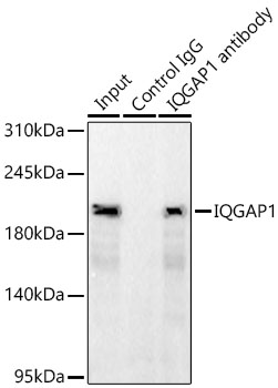 IQGAP1 antibody