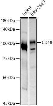 ITGB2 antibody