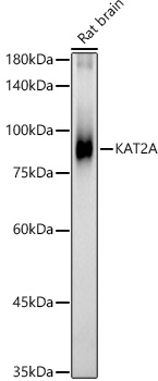 KAT2A antibody