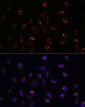 KIF5B antibody