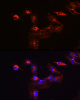 KIF5B antibody