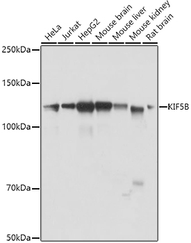 KIF5B antibody