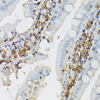 c-Kit antibody