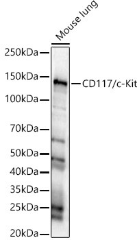 c-Kit antibody