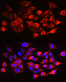 KRT17 antibody