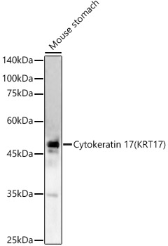 KRT17 antibody