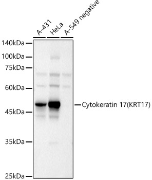 KRT17 antibody