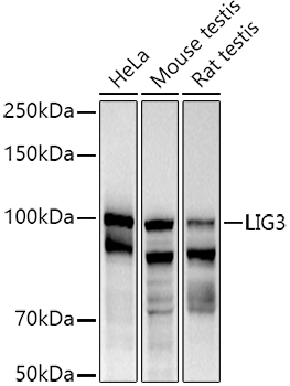 LIG3 antibody