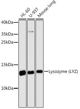 Lysozyme antibody