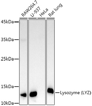 Lysozyme antibody