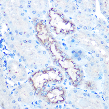 Lysozyme antibody